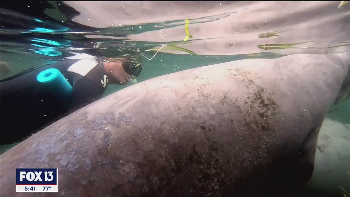 Swimming with manatees in Crystal River